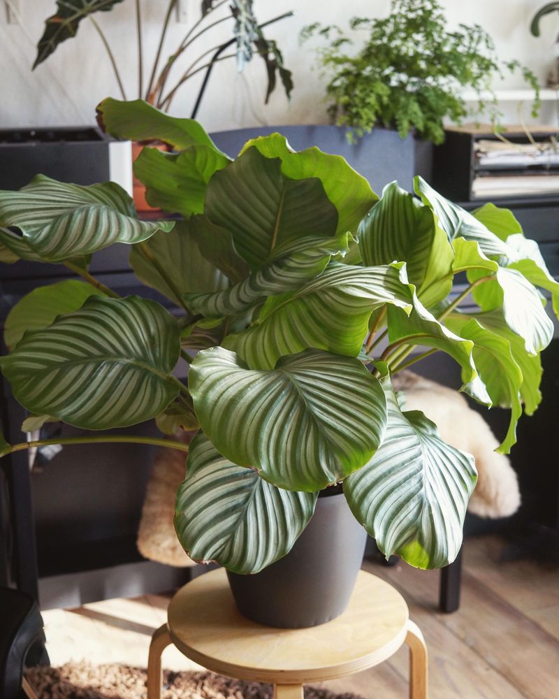 Calathea Orbifolia