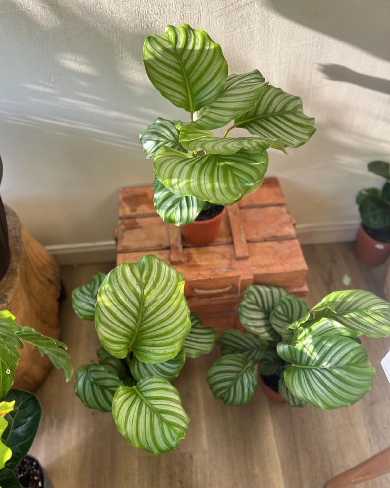 Calathea Orbifolia