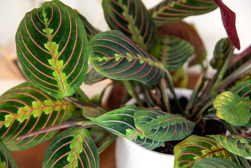 Calathea (Prayer Plant)