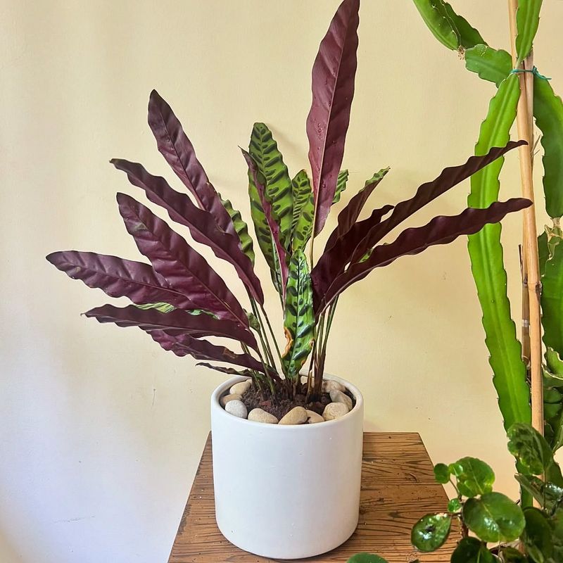 Calathea Rufibarba