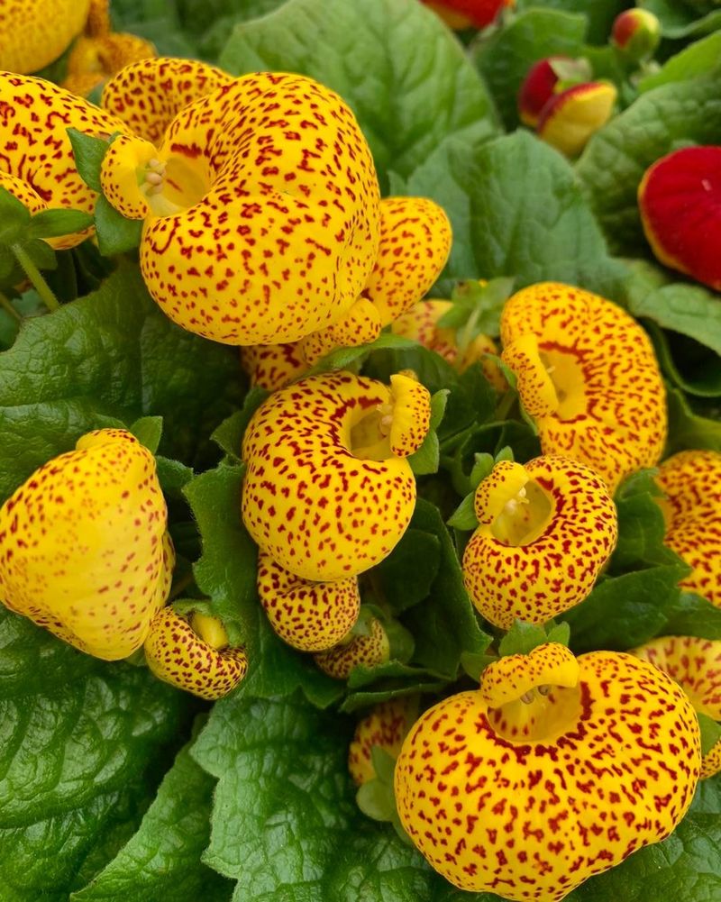 Calceolaria Uniflora