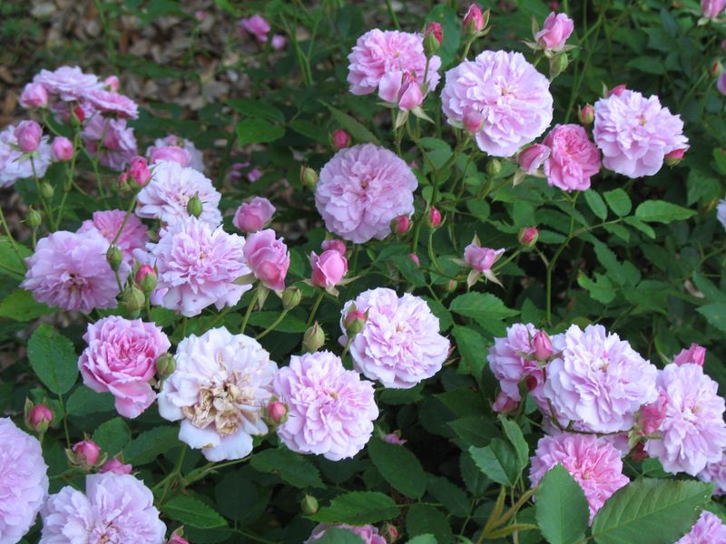 Caldwell Pink Rose