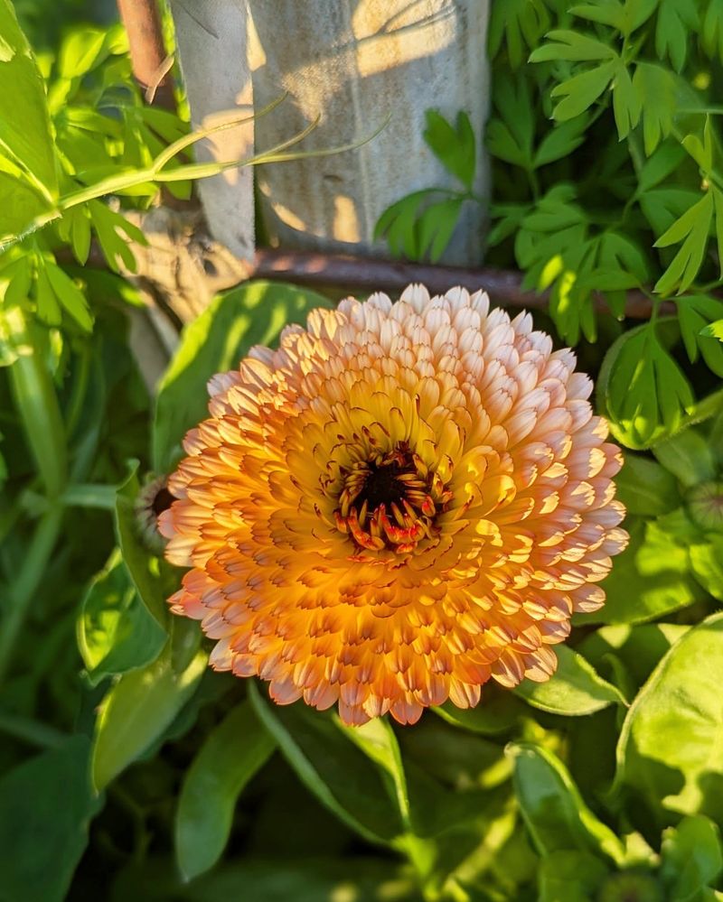 Calendula