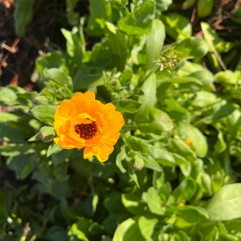 Calendula