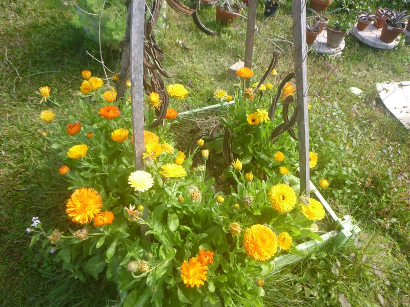 Calendula