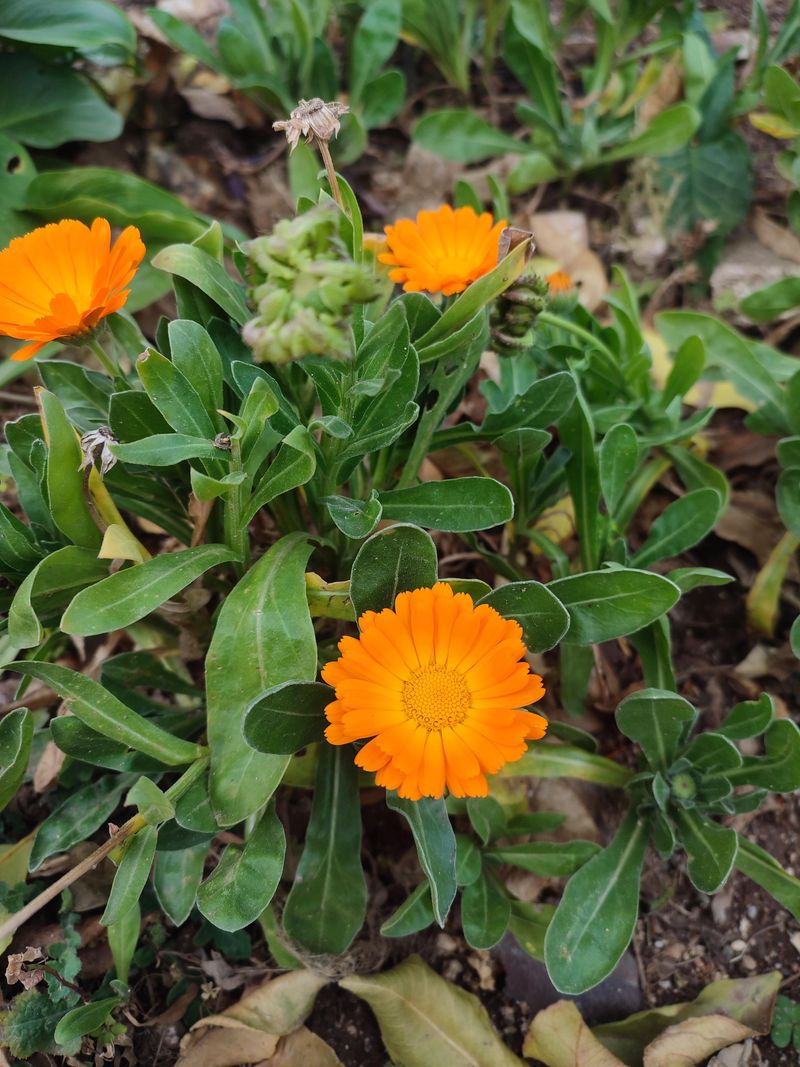 Calendula