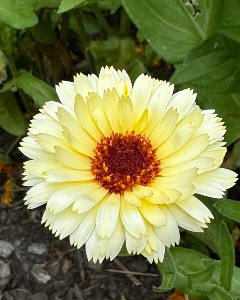 Calendula