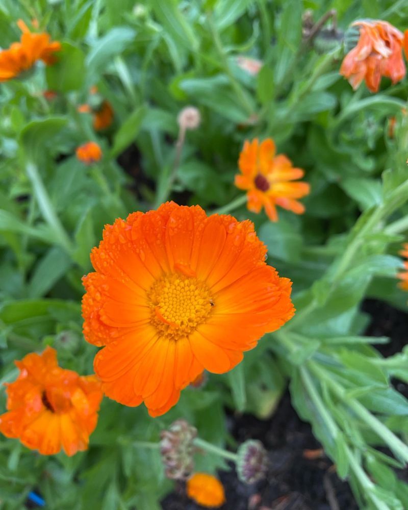 Calendula