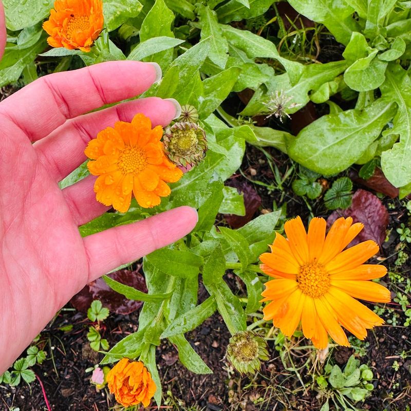 Calendula