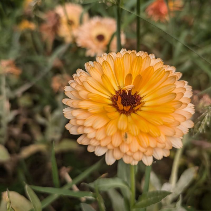 Calendula