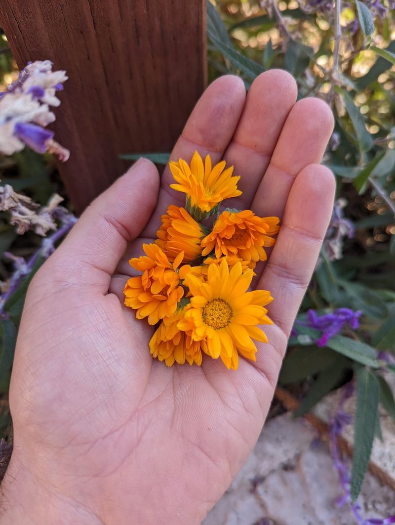 Calendula