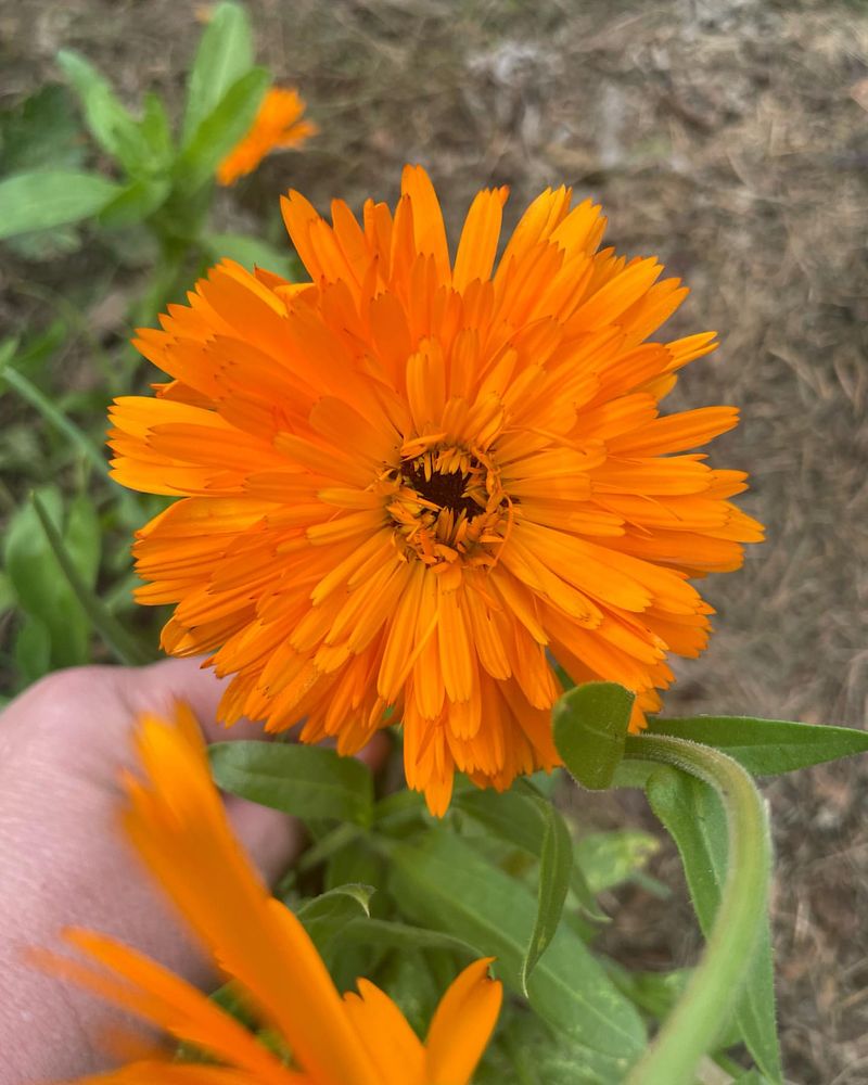 Calendula