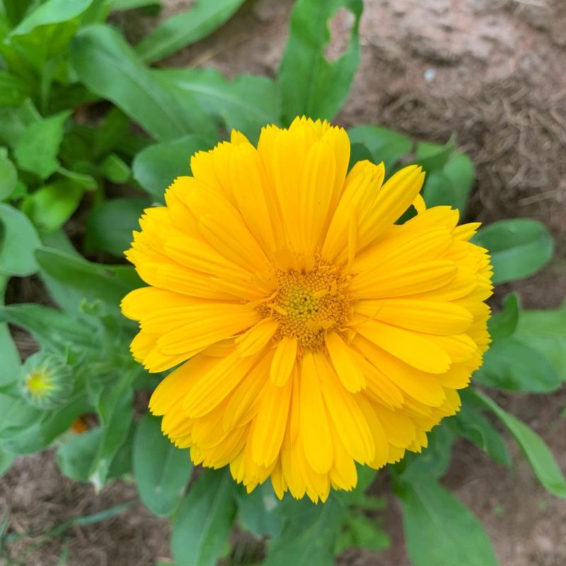 Calendula