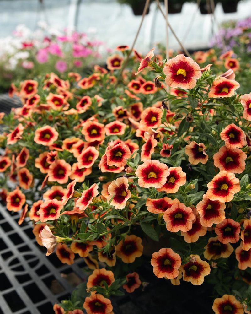 Calibrachoa