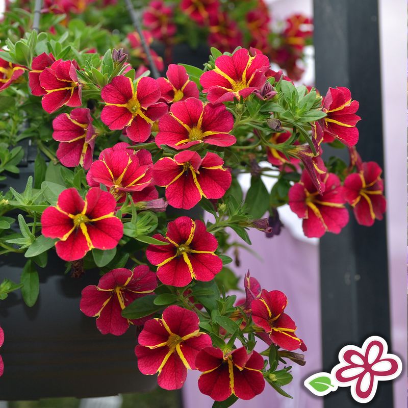 Calibrachoa