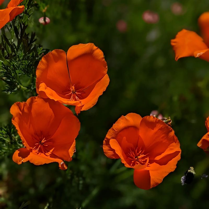 California: California Poppy