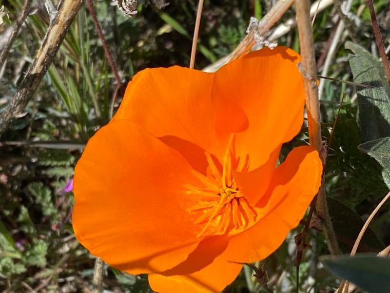 California: California Poppy