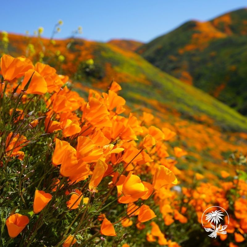 California: California Poppy