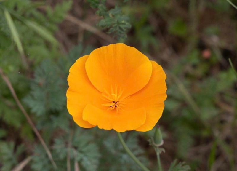 California - California Poppy