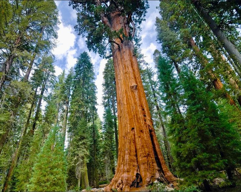 California: Coast Redwood