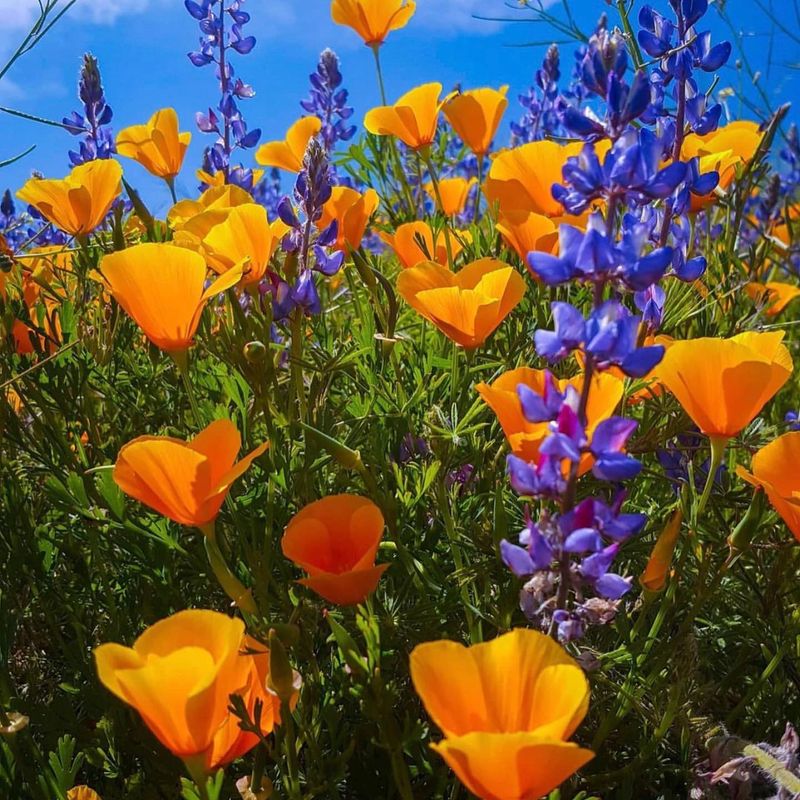 California Poppies