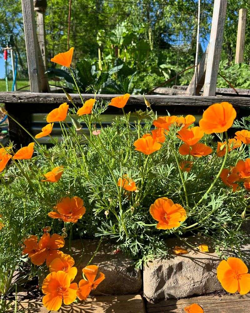 California Poppy