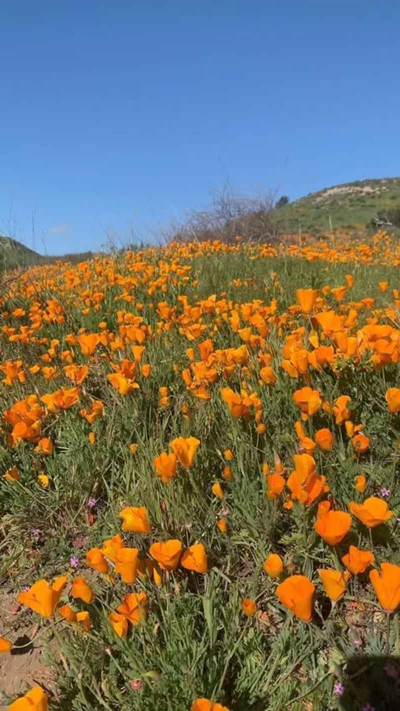 California Poppy