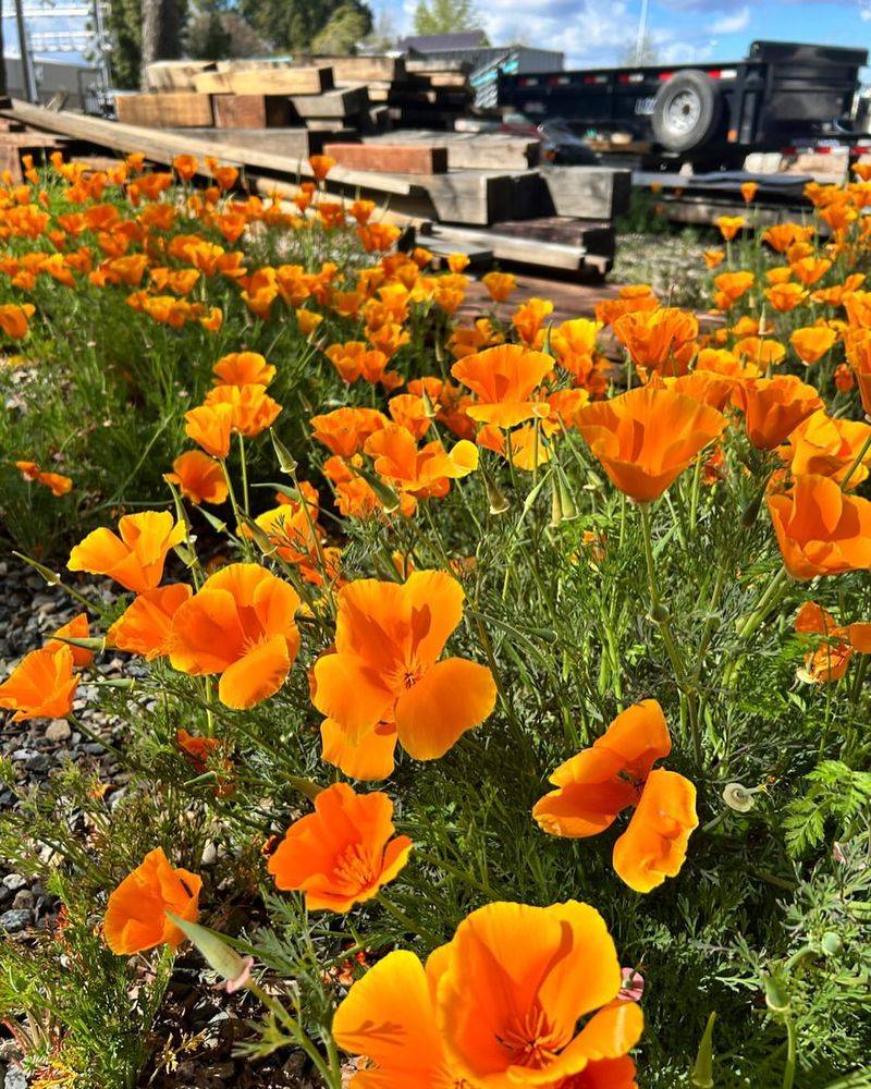 California Poppy