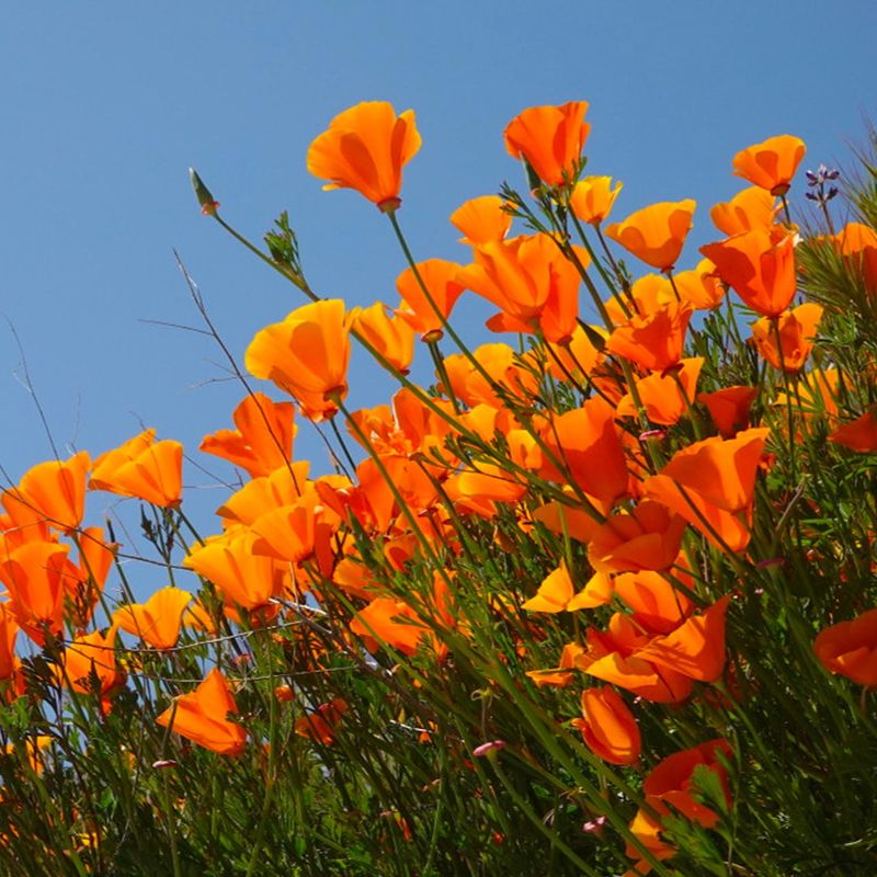 California Poppy