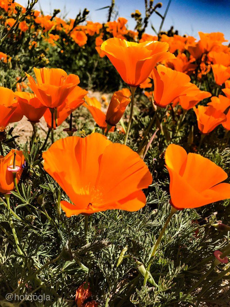 California Poppy