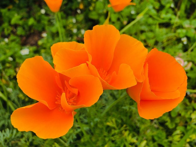 California Poppy (Eschscholzia californica)