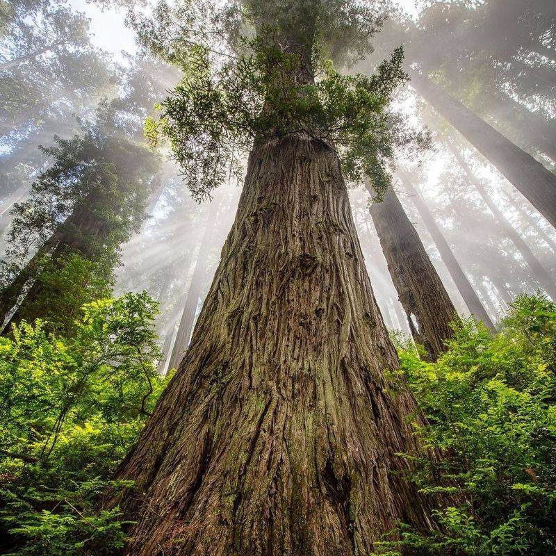 California Redwood