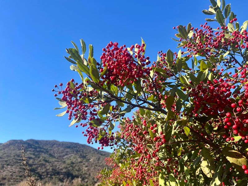 California - Toyon