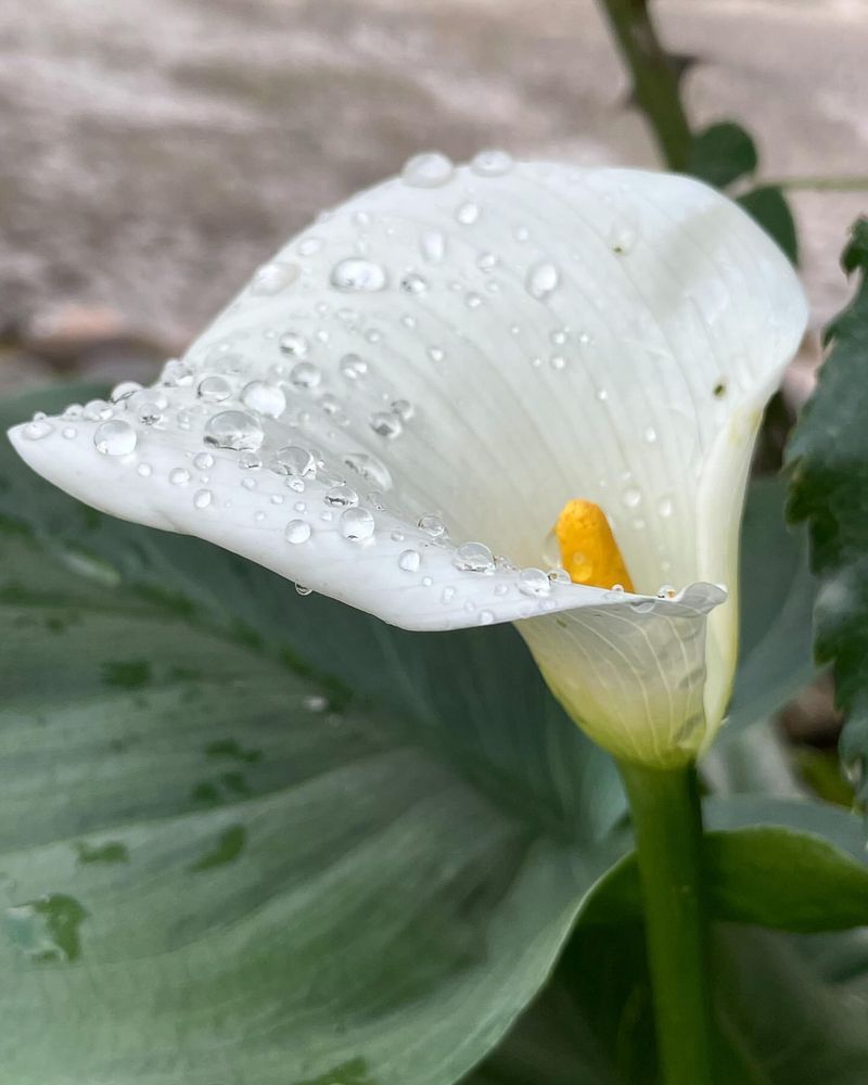 Calla Lily