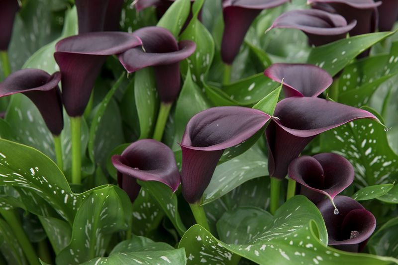 Calla Lily