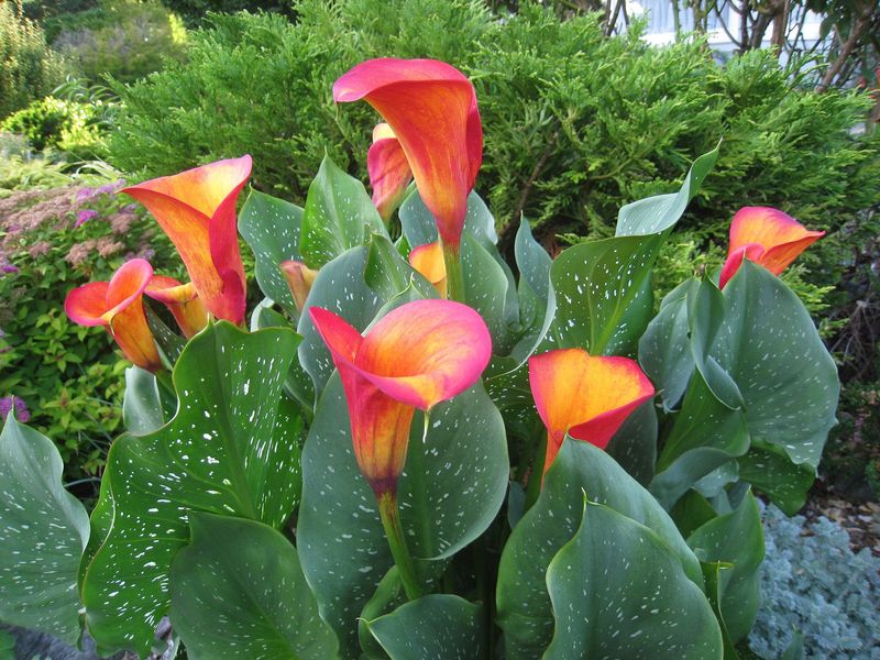 Calla Lily