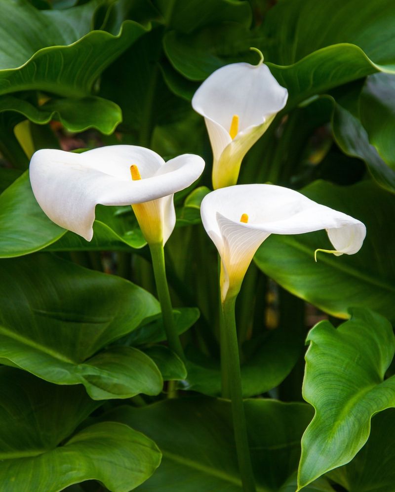 Calla Lily