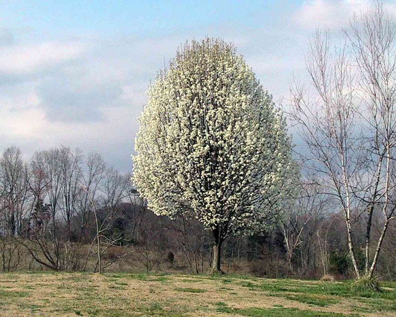 Callery Pear