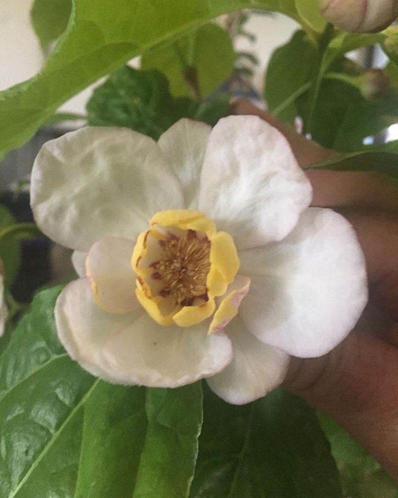 Calycanthus floridus 'Venus'