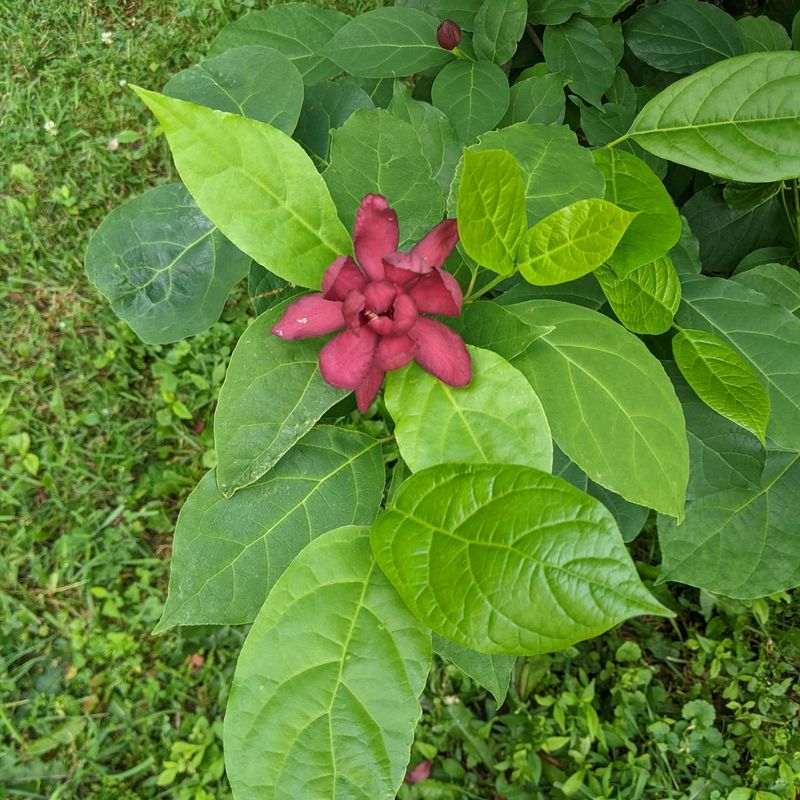 Calycanthus