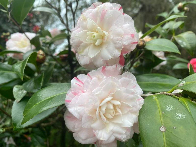 Camellia