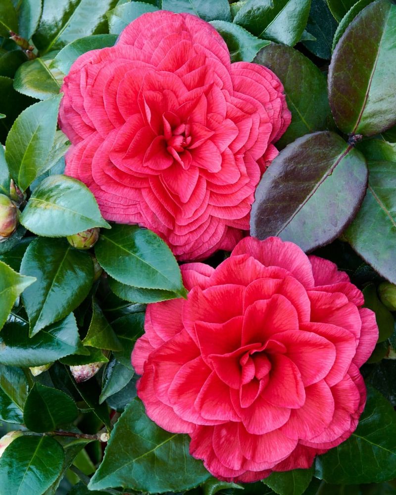 Camellia