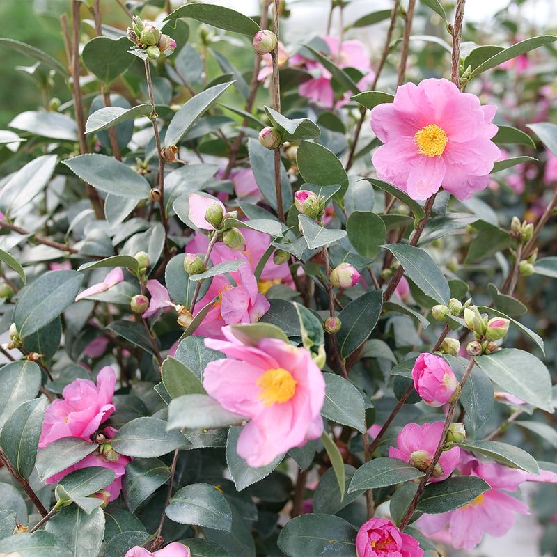 Camellia