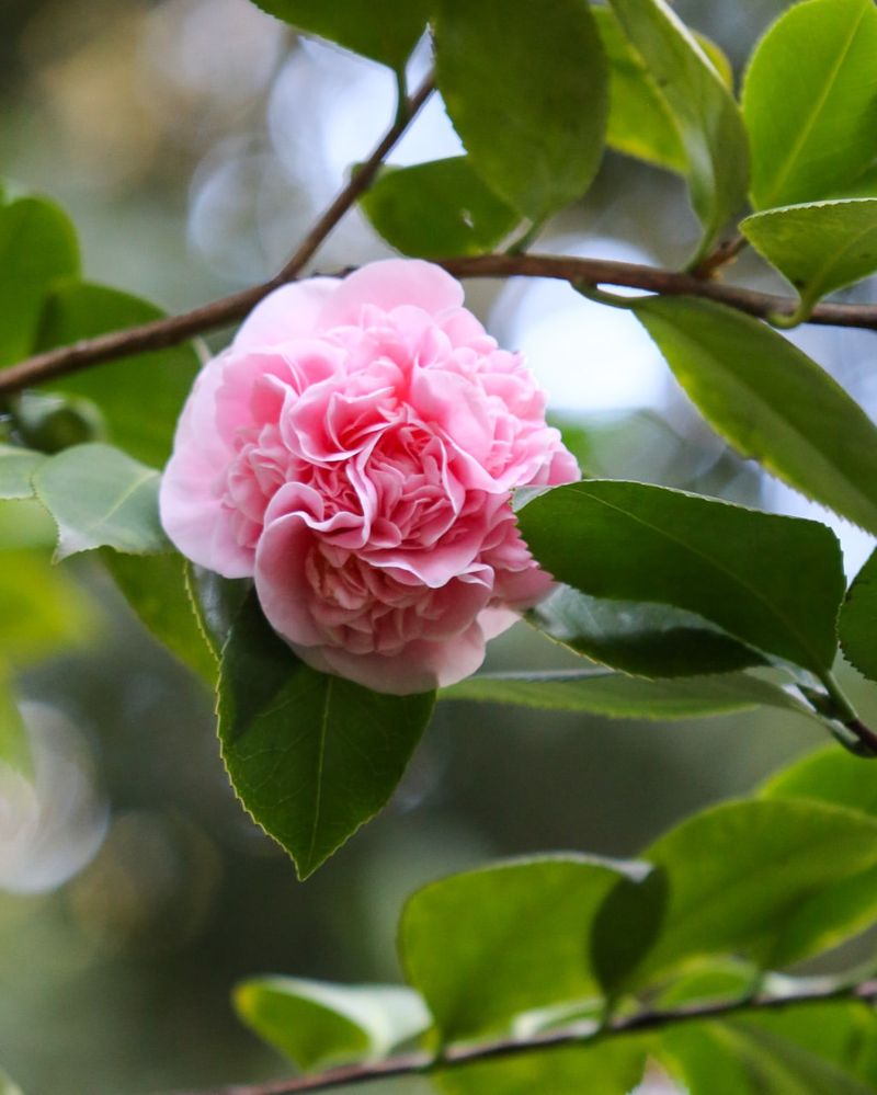 Camellia