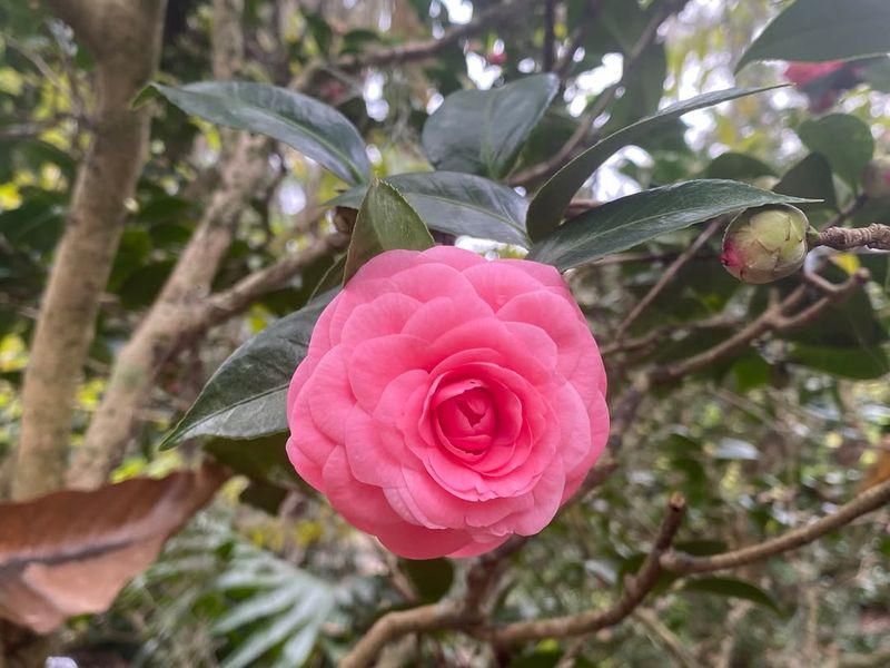 Camellia