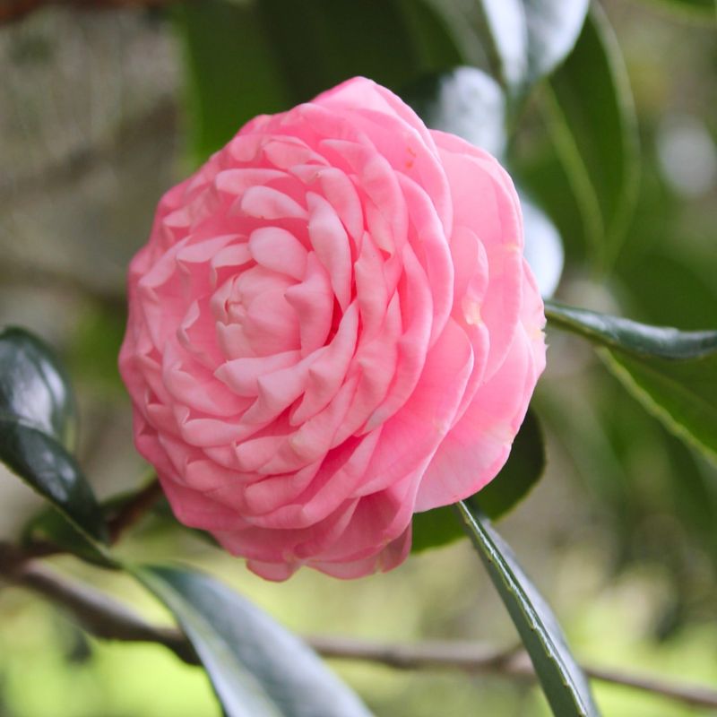 Camellia