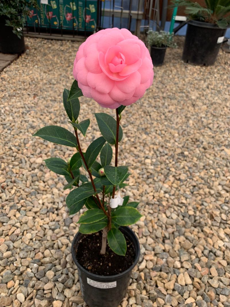 Camellia