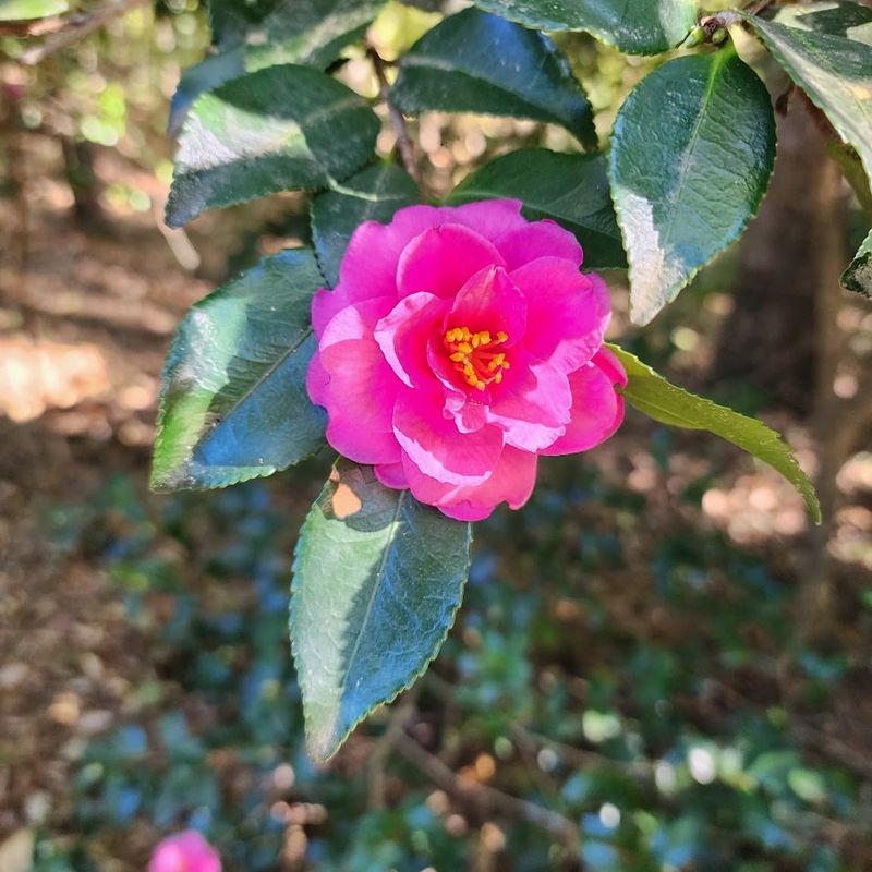 Camellia