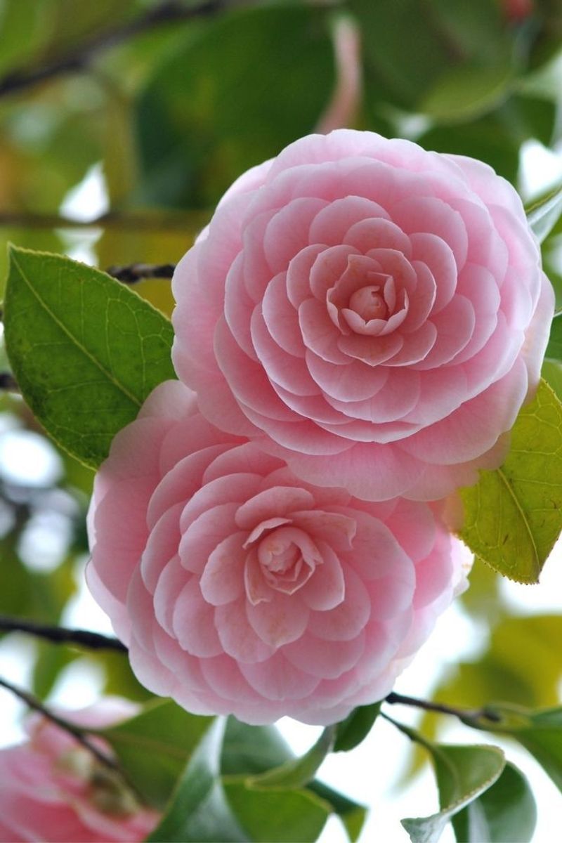 Camellia