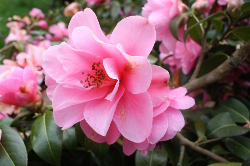 Camellia